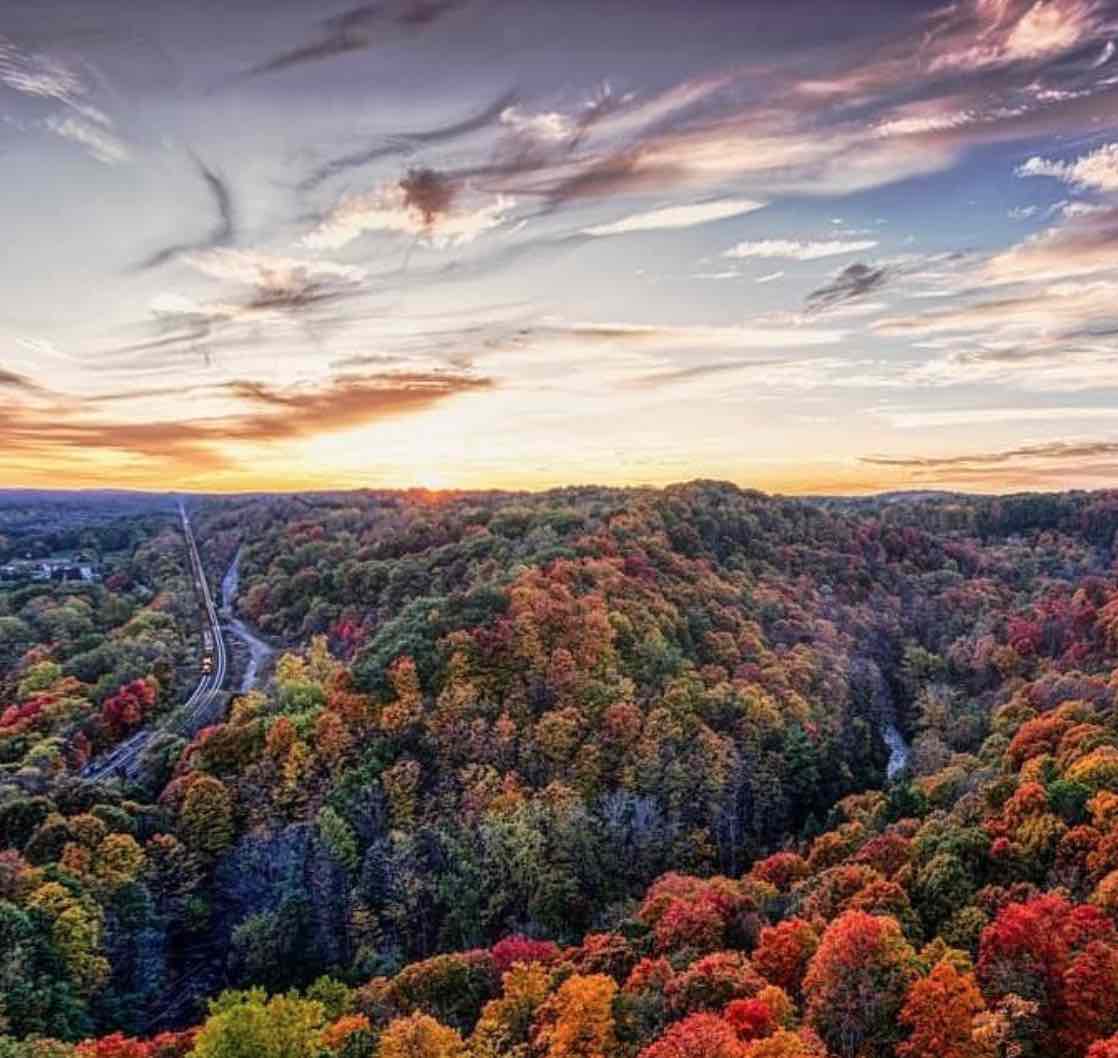 Fall leaves across the Hamilton region